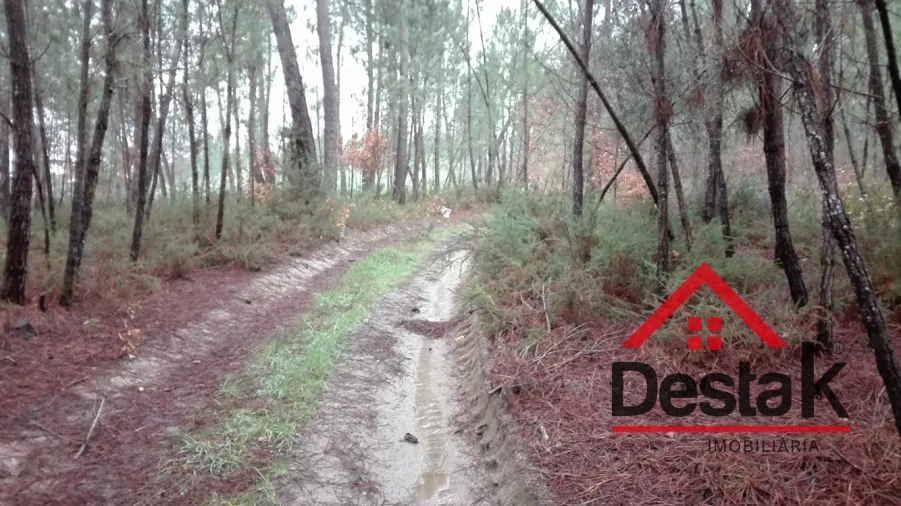 Terreno para Venda em São Miguel do Mato Foto 5