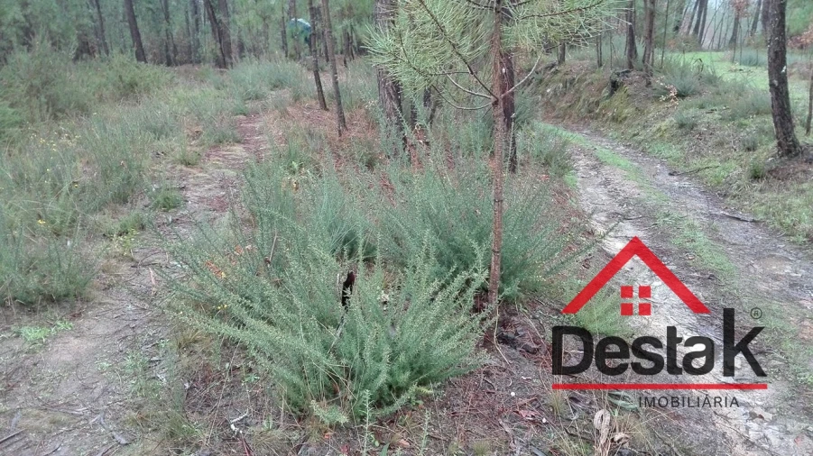 Terreno para Venda em São Miguel do Mato Foto 15