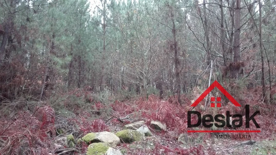 Terreno para Venda em São Miguel do Mato Foto 4