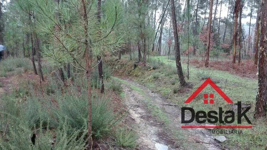 Terreno para Venda em São Miguel do Mato Foto 7