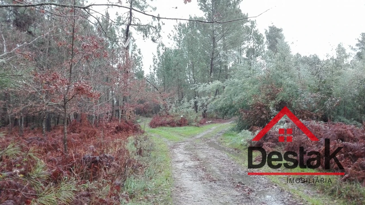 Terreno para Venda em São Miguel do Mato Foto 13