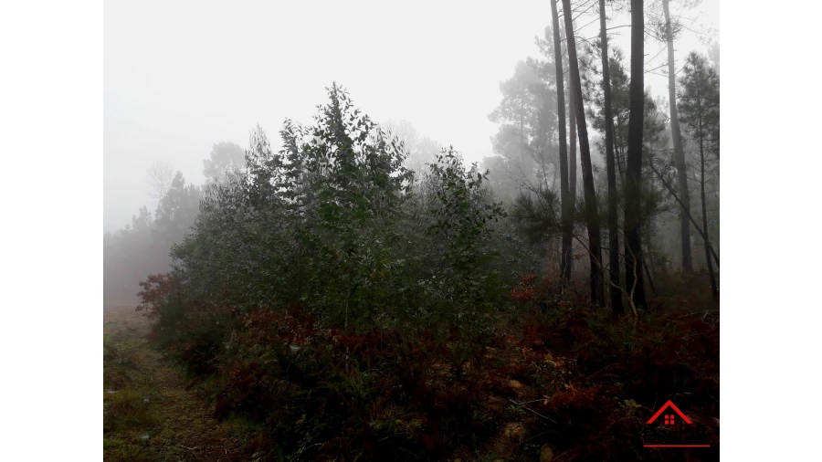 Terreno Agricola ou Rústico para Venda em São Pedro do Sul, Várzea e Baiões Foto 2