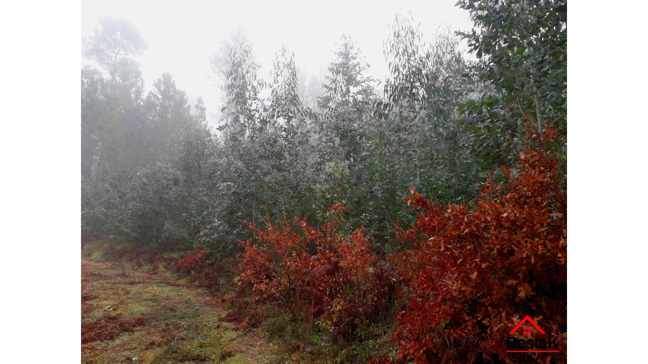 Terreno Agricola ou Rústico para Venda em São Pedro do Sul, Várzea e Baiões Foto 3