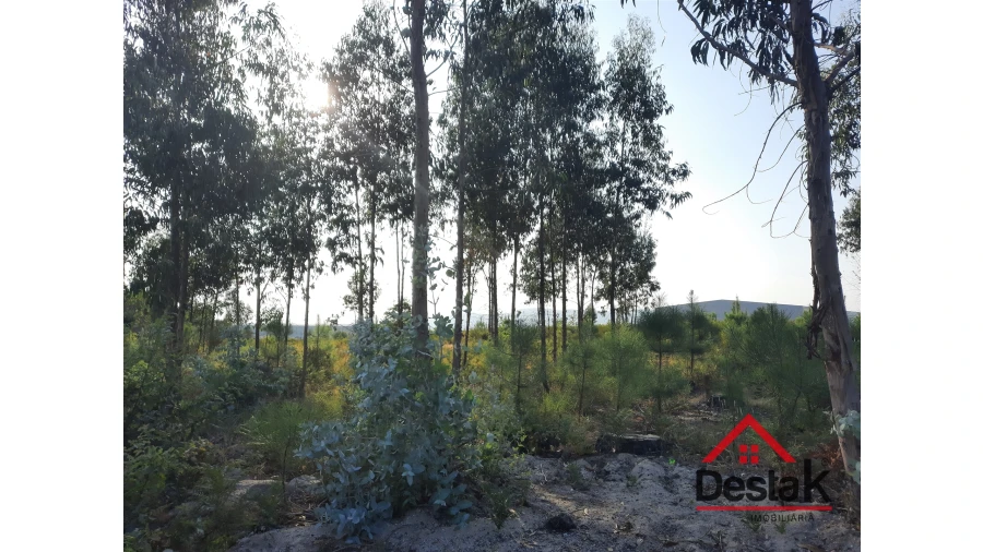 Terreno para Venda em Campia Foto 4