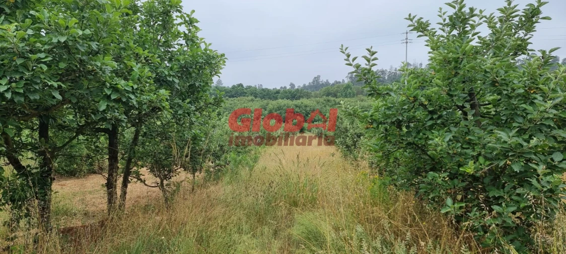 Quinta T0 para Venda em Couto de Baixo e Couto de Cima Foto 1