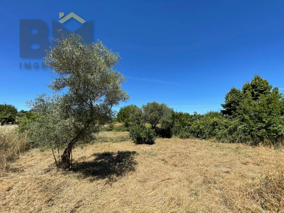 Terreno Agricola ou Rústico para Venda em Freixial e Juncal do Campo Foto 29