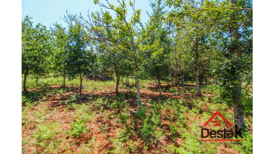 Terreno para Venda em Fataunços e Figueiredo das Donas Foto 10