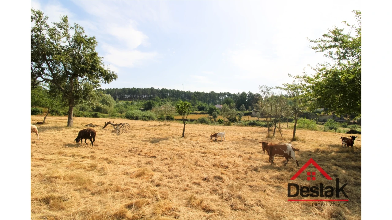 Terreno para Venda em Campo Foto 5