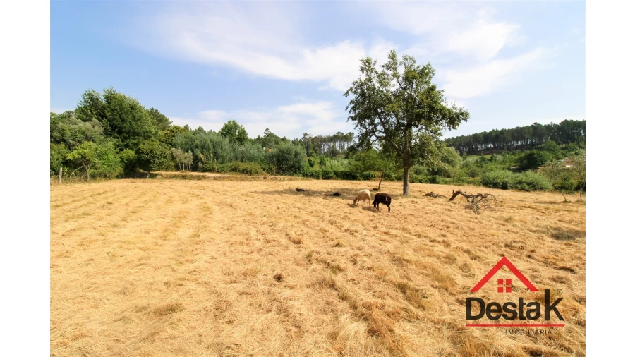 Terreno para Venda em Campo Foto 6