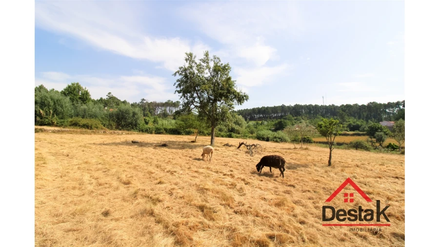Terreno para Venda em Campo Foto 4