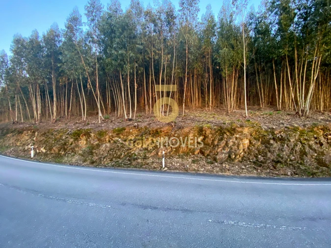 Terreno Agricola ou Rústico para Venda em Raiva, Pedorido e Paraíso Foto 4