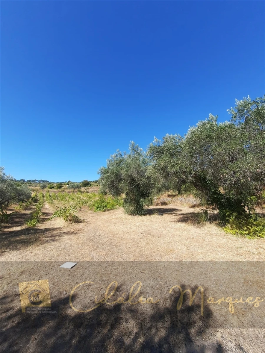 Quinta T3 para Venda em Vale Flor, Carvalhal e Pai Penela Foto 15