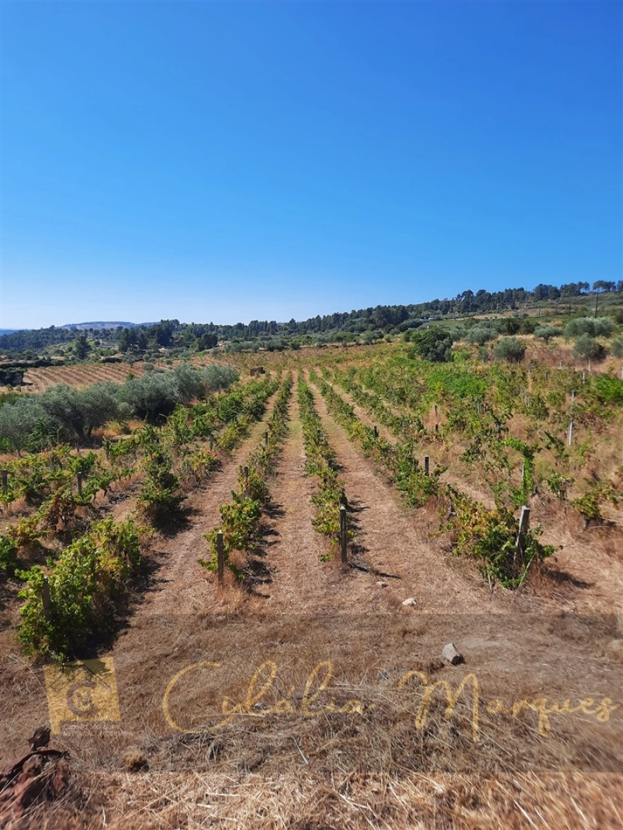 Quinta T3 para Venda em Vale Flor, Carvalhal e Pai Penela Foto 26
