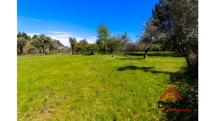 Terreno Agricola ou Rústico para Venda em Canas de Senhorim Foto 5