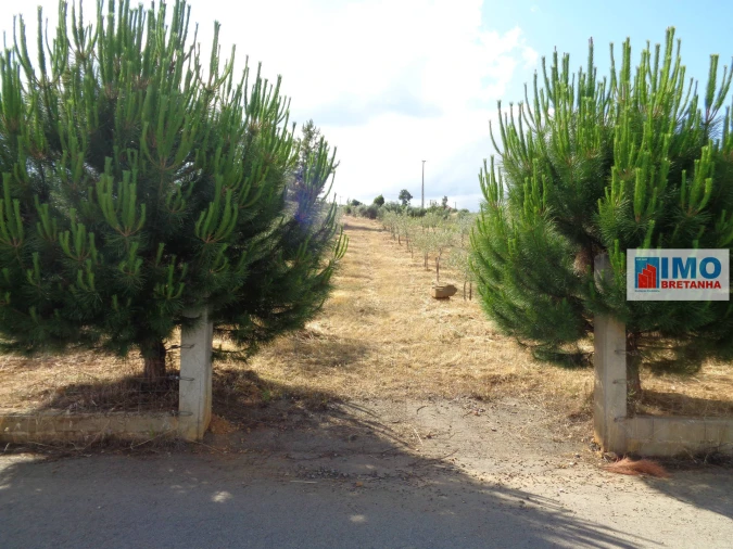 Terreno para Venda em Dominguizo Foto 4