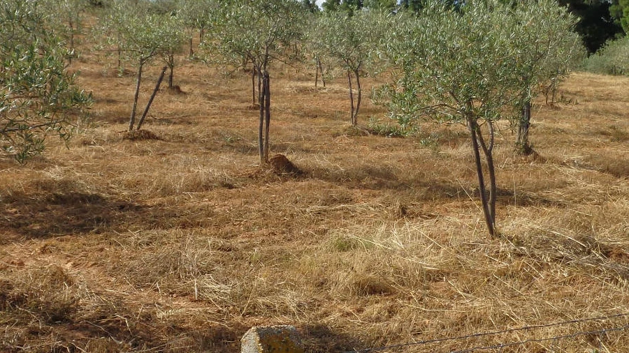 Terreno para Venda em Dominguizo