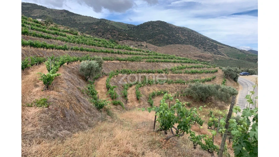 Terreno para Venda em Seixo de Ansiães