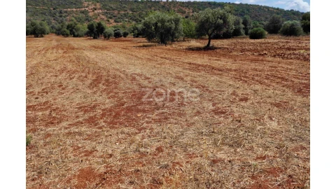Terreno para Venda em Querença, Tôr e Benafim