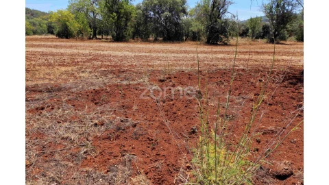 Terreno para Venda em Querença, Tôr e Benafim
