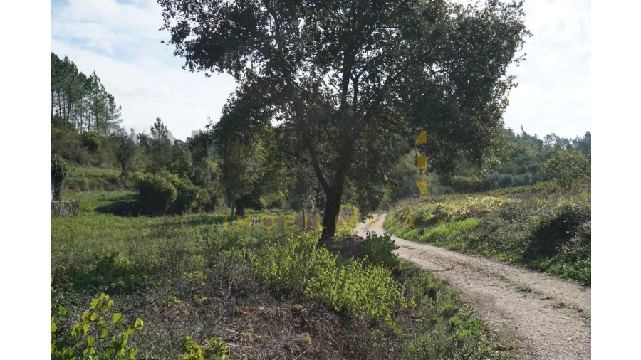 Terreno Agricola ou Rústico para Venda em Assafarge e Antanhol Foto 4