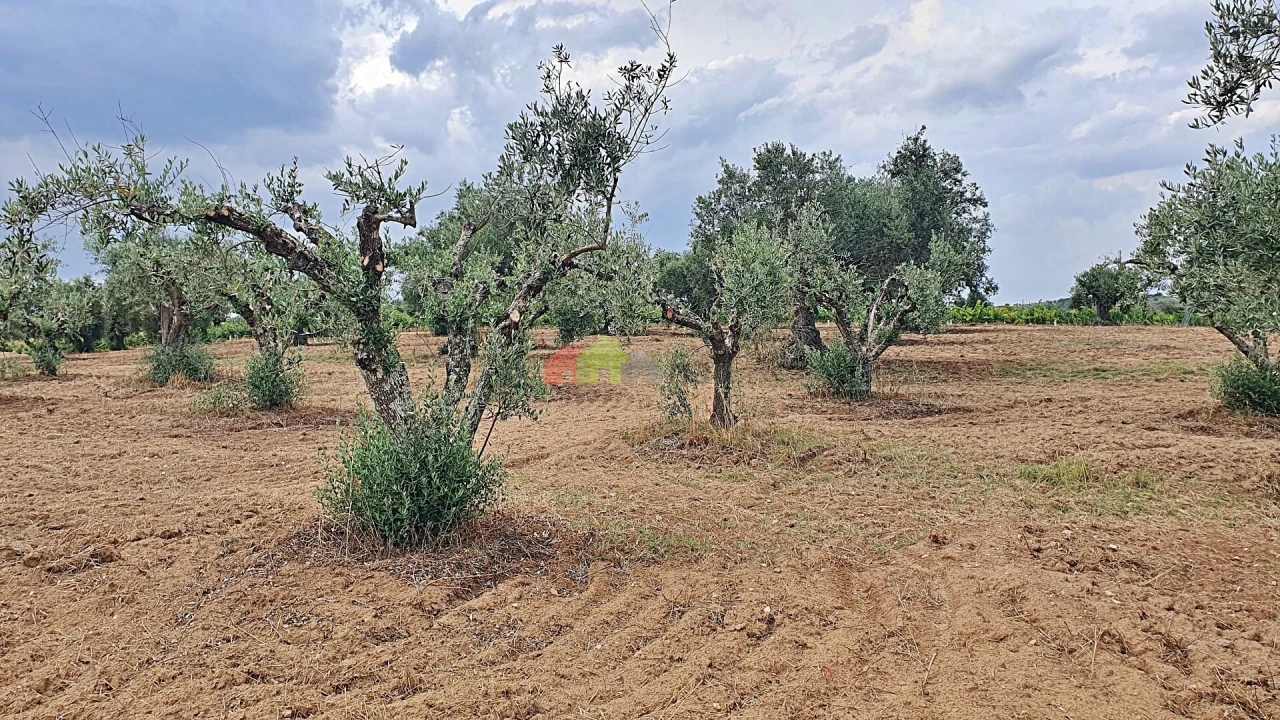 Terreno para Venda em Vila Alva Foto 7