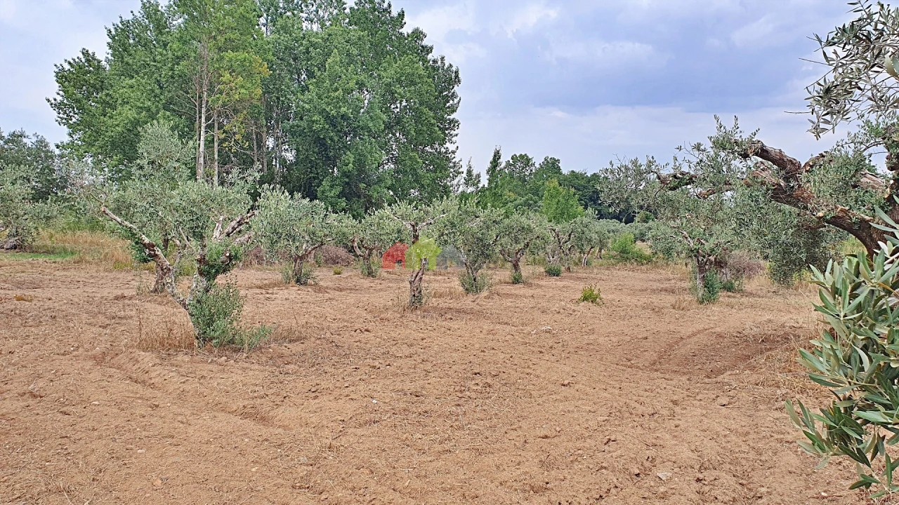 Terreno para Venda em Vila Alva Foto 10