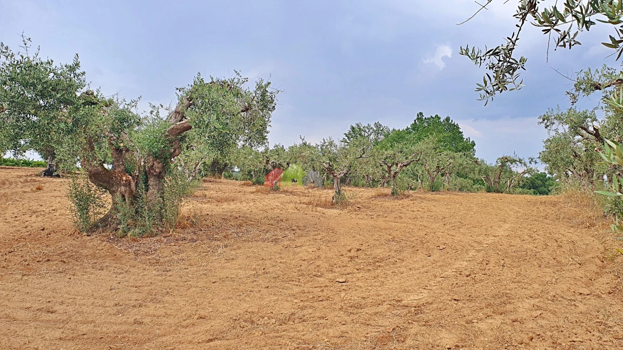 Terreno para Venda em Vila Alva Foto 4