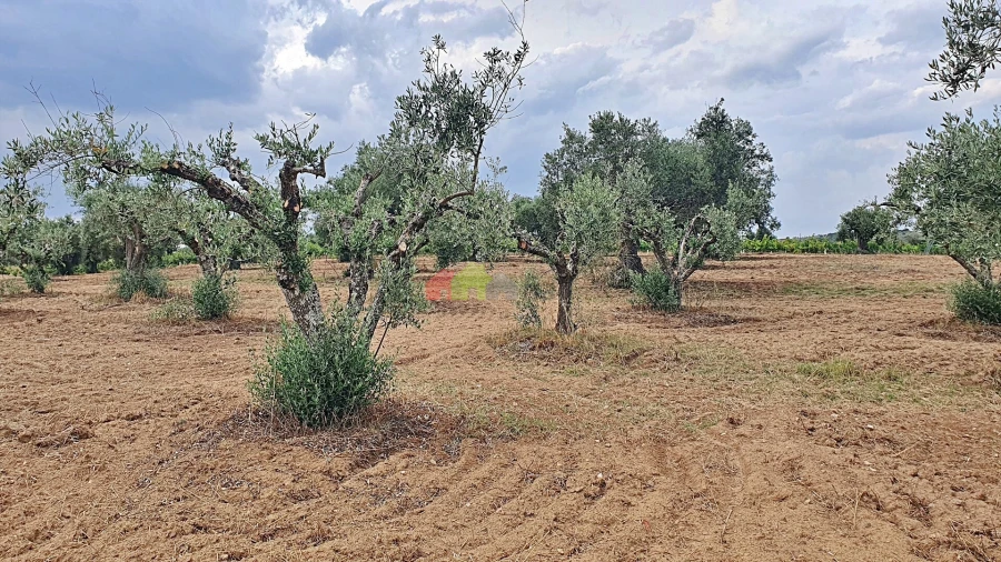Terreno para Venda em Vila Alva Foto 7