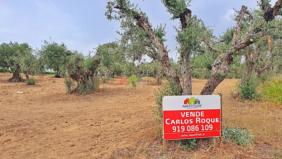 Terreno para Venda em Vila Alva Foto 1