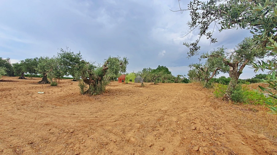 Terreno para Venda em Vila Alva Foto 6