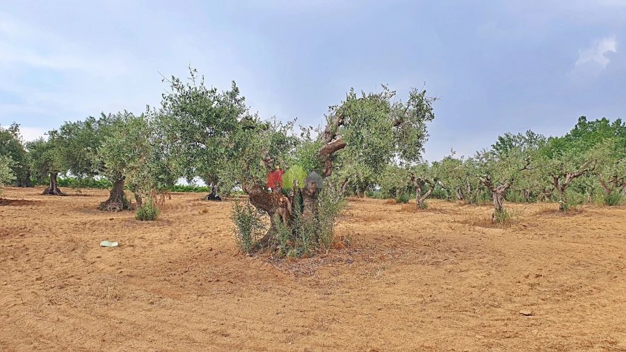 Terreno para Venda em Vila Alva Foto 9