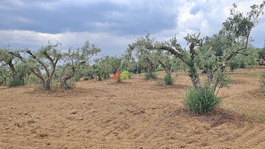 Terreno para Venda em Vila Alva Foto 8