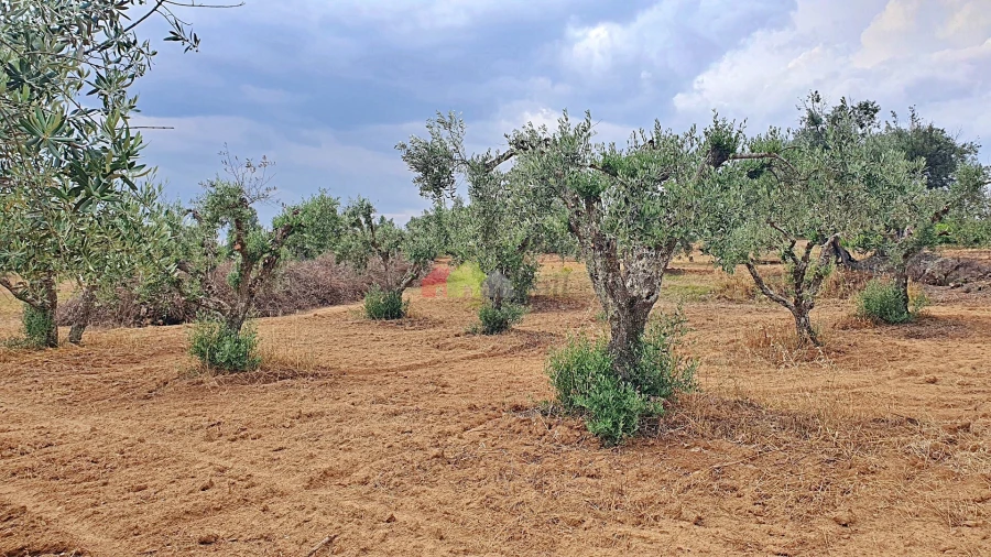 Terreno para Venda em Vila Alva Foto 2