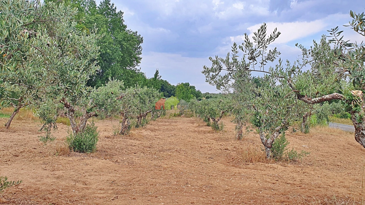 Terreno para Venda em Vila Alva Foto 14