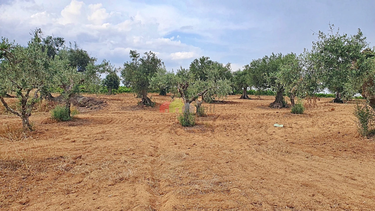 Terreno para Venda em Vila Alva Foto 3