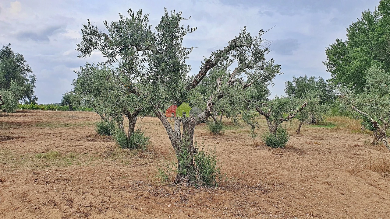 Terreno para Venda em Vila Alva Foto 12