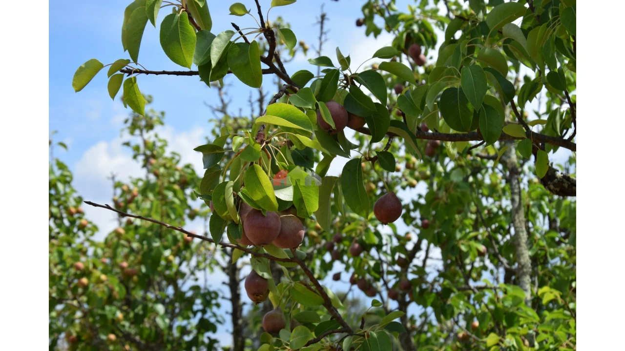 Terreno para Venda em Vila Alva Foto 5