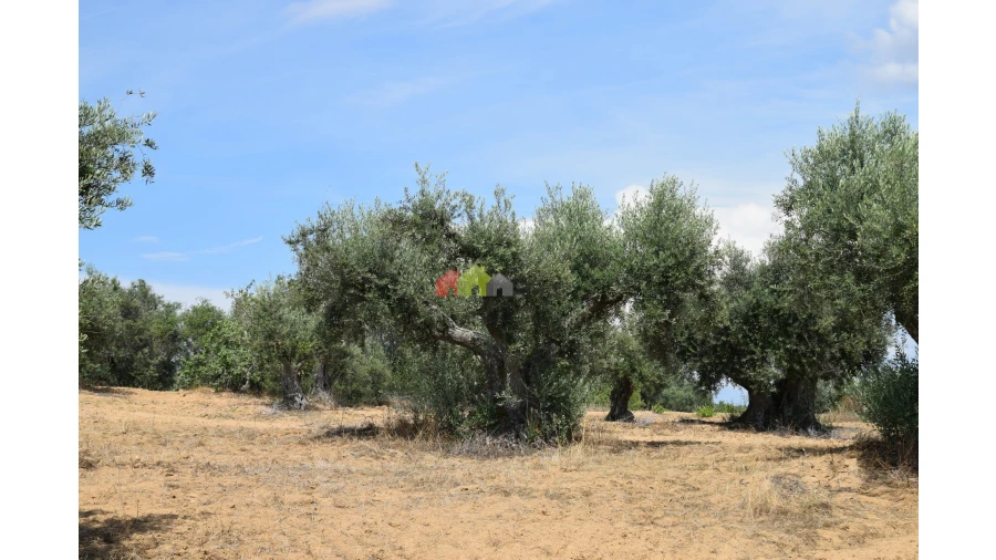 Terreno para Venda em Vila Alva Foto 4