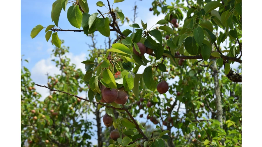Terreno para Venda em Vila Alva Foto 5