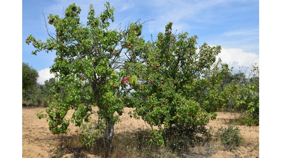 Terreno para Venda em Vila Alva Foto 6