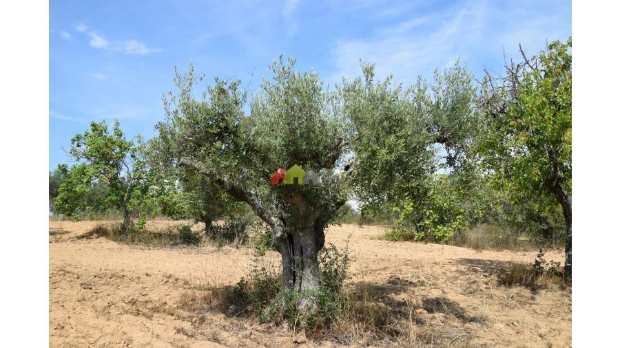 Terreno para Venda em Vila Alva Foto 7