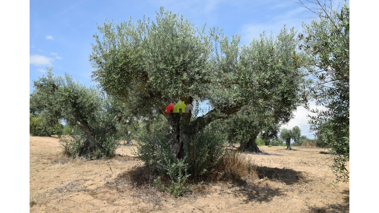 Terreno para Venda em Vila Alva Foto 10