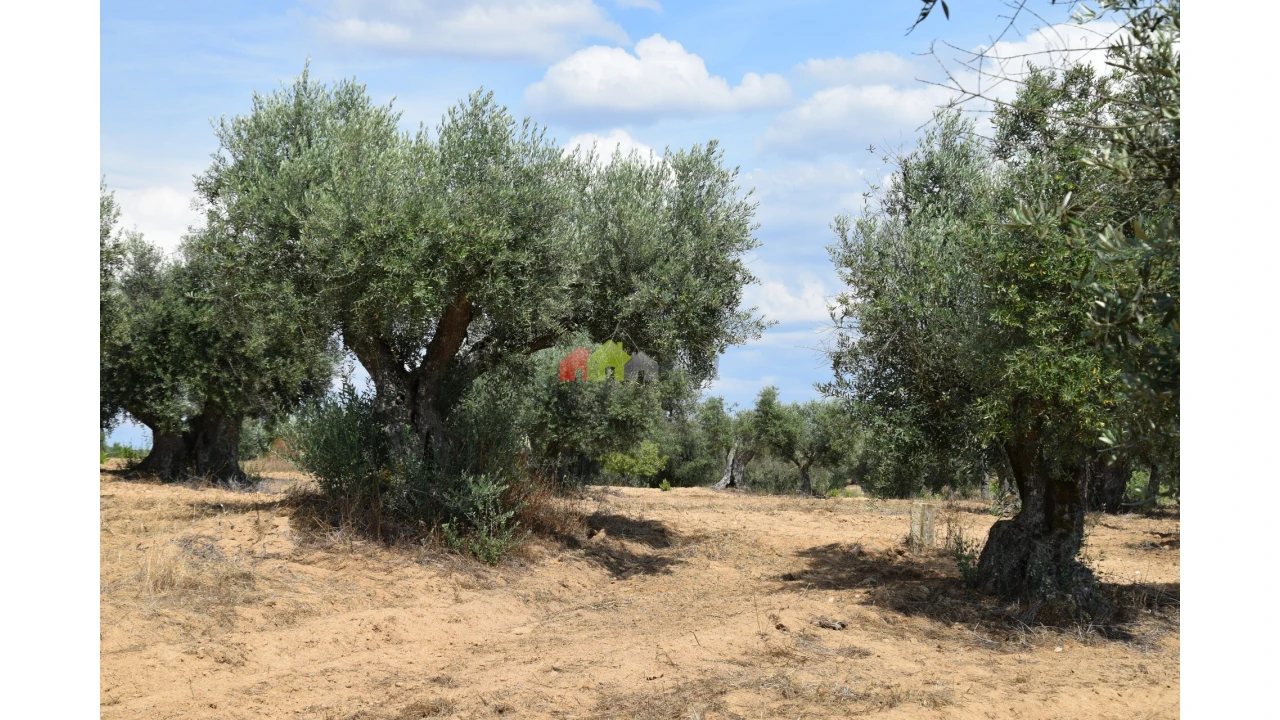 Terreno para Venda em Vila Alva Foto 2