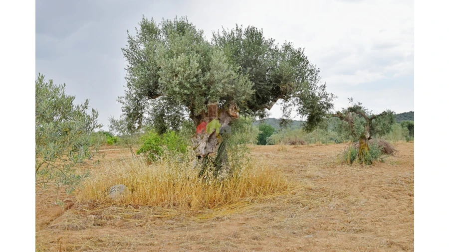 Terreno para Venda em Vila Alva Foto 2