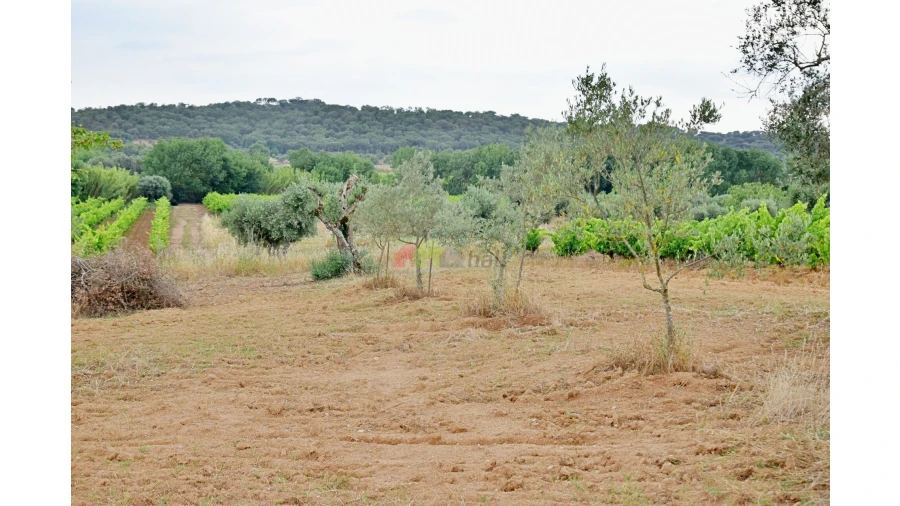 Terreno para Venda em Vila Alva Foto 7