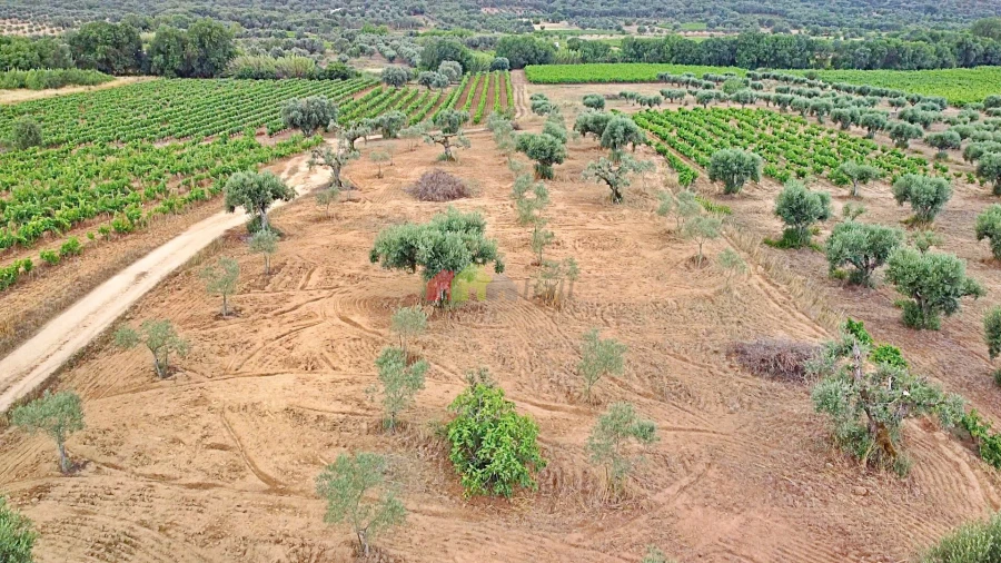 Terreno para Venda em Vila Alva Foto 17