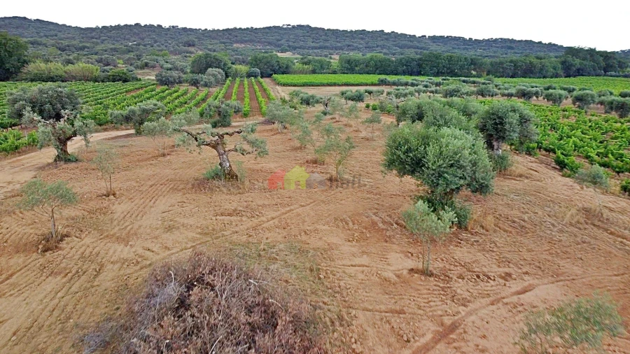 Terreno para Venda em Vila Alva Foto 19