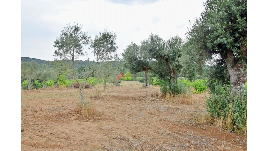 Terreno para Venda em Vila Alva Foto 3