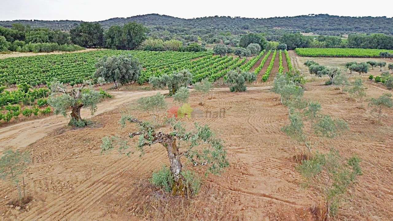 Terreno para Venda em Vila Alva Foto 20