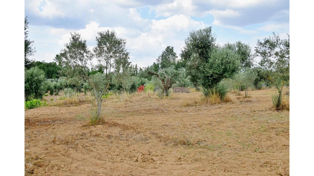 Terreno para Venda em Vila Alva Foto 1